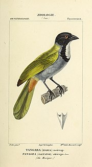 Thumbnail for File:Atlas de Zoologie, ou collection de figures d'Animaux nouveaux, ou peu connus avec une explication (1844) (20318004756).jpg