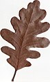 Autumn Gambel Oak Leaf.jpg