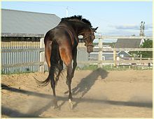 Bucking is a normal behavior for a horse with an overabundance of energy, and in a loose horse, may simply be playful behavior, as here Azimut play.jpg