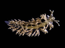 The nudibranch Eubranchus vittatus, Kione ny Halby, Isle of Man B155518-1.jpg