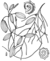 1.30 Category:Potamogeton dimorphus Fig. 203