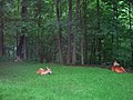 Backyard deer (5862755991).jpg