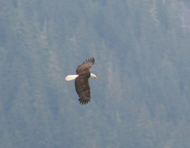 File:Bald Eagle Haines 1 (223206510).jpg