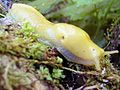 A banana slug.