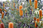 Thumbnail for Banksia ser. Spicigerae