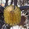 yellow flowerhead