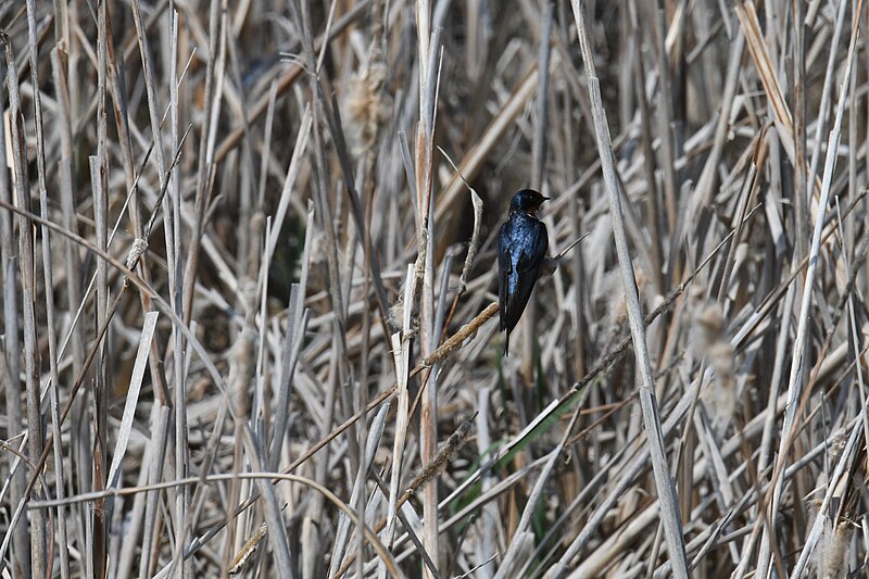 File:Barn swallow howard marsh 5.13.22 DSC 2129.jpg