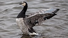 Brandgans (Branta leucopsis)