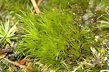 Apple Moss (Bartramia Pomiformis) Live Moss for Terrarium