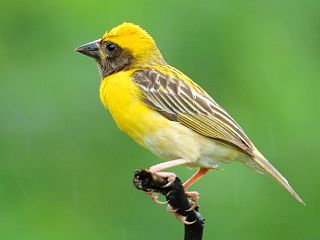 <span class="mw-page-title-main">Baya weaver</span> Species of bird found in southeast Asia