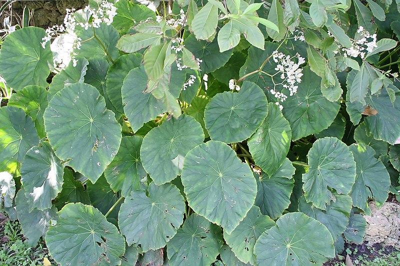 File:Begonia popenoei 3zz.jpg