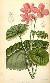 <i>Begonia socotrana</i> Species of flowering plant