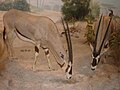 Beisa oryx (Oryx beisa) in the African Hall of the Kimball Natural History Museum at the California Academy of Sciences in San Francisco.