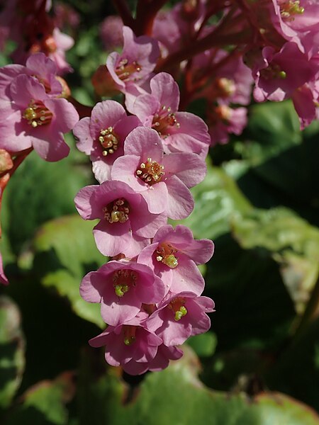 File:Bergenia crassifolia 2019-04-16 1055.jpg