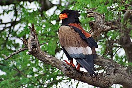 Bateleur