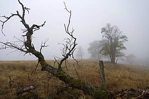 Mountain meadow near St. Andreasberg DSC06217orig.jpg