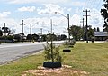 English: Newly planted Geijera parviflora in Hayes Park in Berrigan, New South Wales