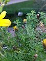 Balkon aranya (Bidens ferulifolia) bimbó, levél