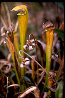 Big Thicket National Preserve BITH2495.jpg