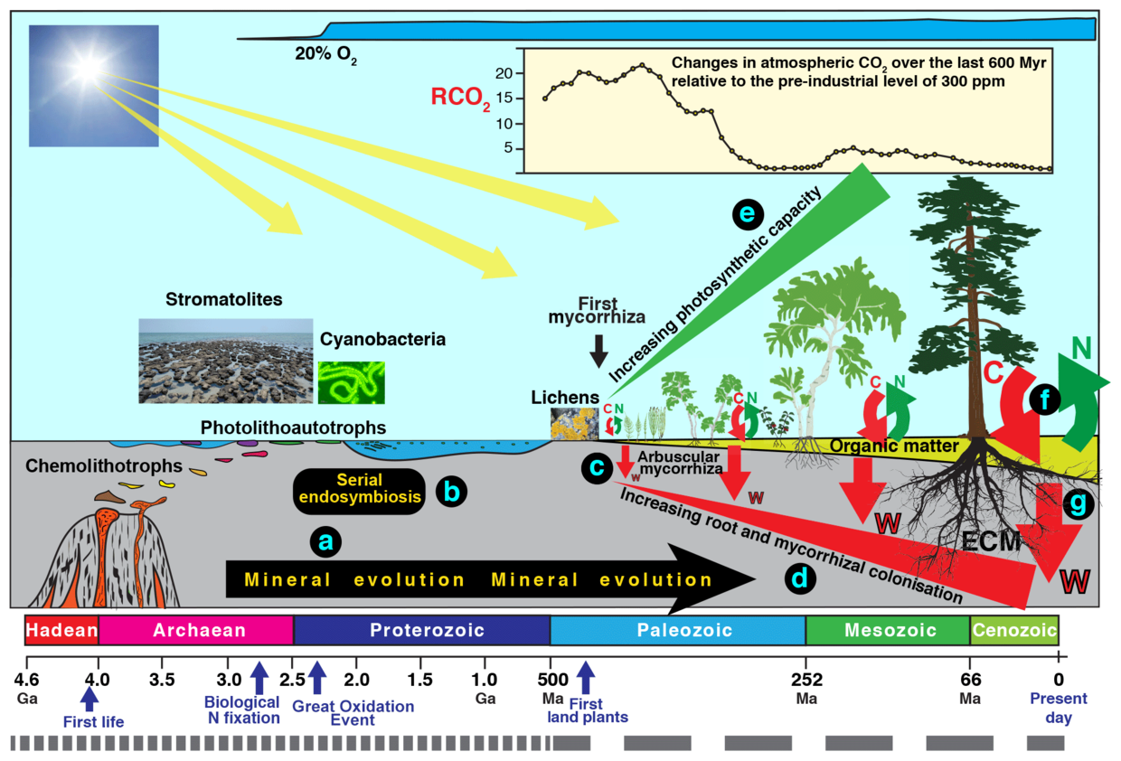 The different types of organisms involved in biological weathering of the Earth's crust and a timescale for their evolution.[3]