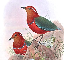 BirdsAsiaJohnGoVGoul 0284, crop.jpg