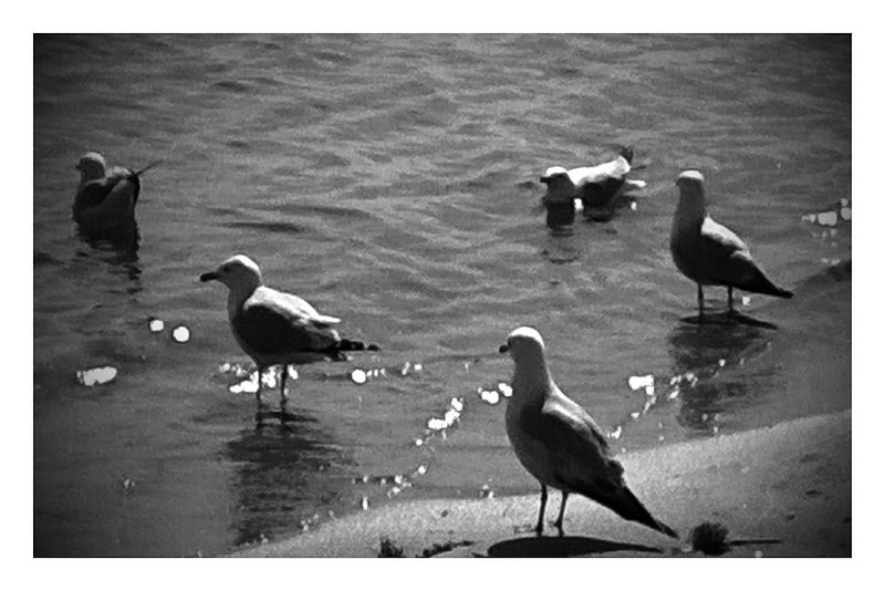 File:Birds on the shore - Mackinaw City, MI (Black and White).jpg