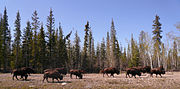 Thumbnail for Chan Lake Territorial Park