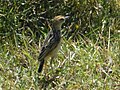 Black-necked Cisticola  (Cisticola eximius, cat. )