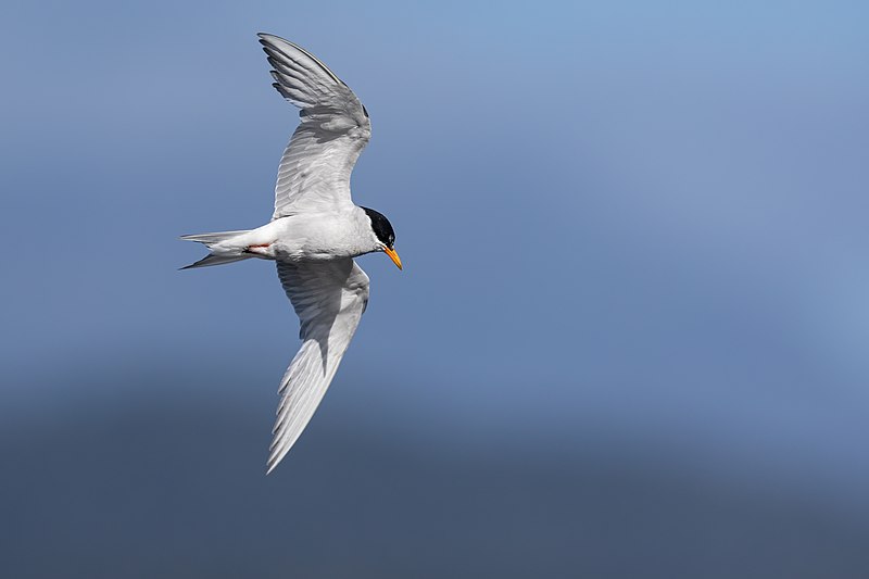 File:Black-fronted Tern 0A2A8159.jpg