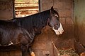 Black Horse In A Stable 03