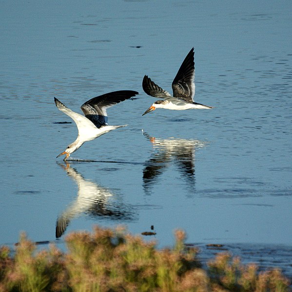 File:Black Skimmer (5005684260).jpg