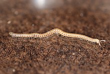 Blaniulus guttulatus (26468991025) .jpg