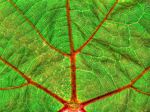 Veins of a wine leaf