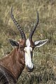 * Nomination Blesbok (Damaliscus pygargus phillipsi) --Charlesjsharp 13:37, 15 May 2024 (UTC) * Promotion  Support Good quality. --Plozessor 14:21, 15 May 2024 (UTC)