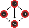 خريطة لفصائل الدم. كما يتضح لا يمكن لأصحاب فصيلة AB التبرع لأصحاب الفصيلة O
