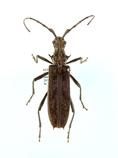 <i>Blosyropus spinosus</i> Species of beetle