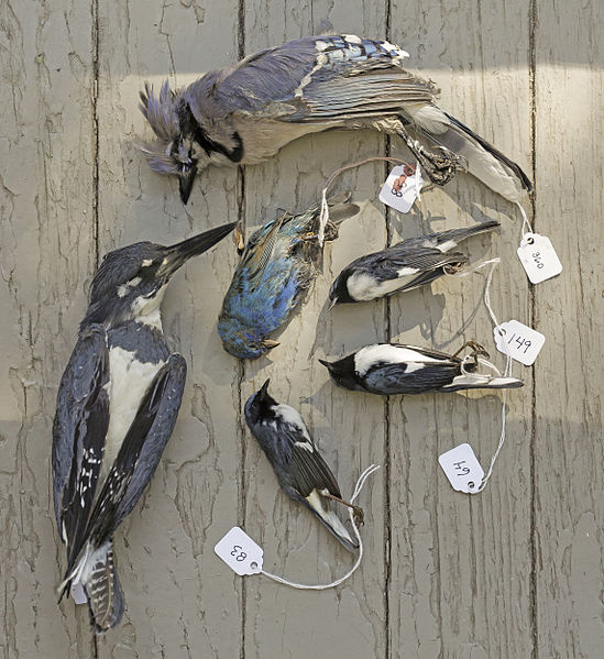 File:Blue Birds Composite on Porch (15882915051).jpg