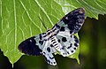 Blue Tiger Moth (Dysphania percota) Dysphania percota, Family Geometridae - വെങ്കണ്ണനീലി (15696846480).jpg