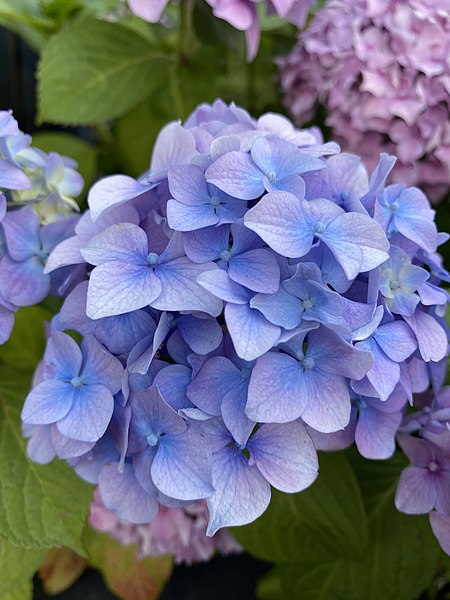 File:Blue hydrangea London July 22.jpg