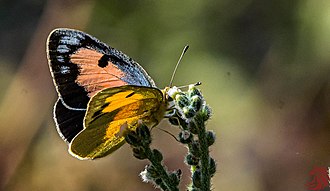 Blue Spotted Arab, Great Rann of Kutchh, India Blue spotted arab- Shan - GRK - 30xii19-6682.jpg