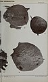 Boletim do Museu Goeldi (Museu Paraense) de Historia Natural e Ethnographia (1904) (19766209973).jpg