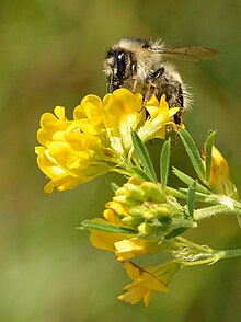 Bombus sylvarum - Medicago falcata - Keila.jpg