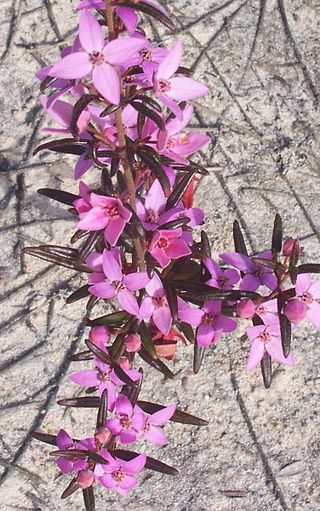 <i>Boronia ledifolia</i> Species of flowering plant