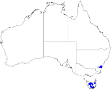 Boronia rhomboidea DistMap101.png