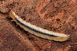 Boros schneideri larva.jpg