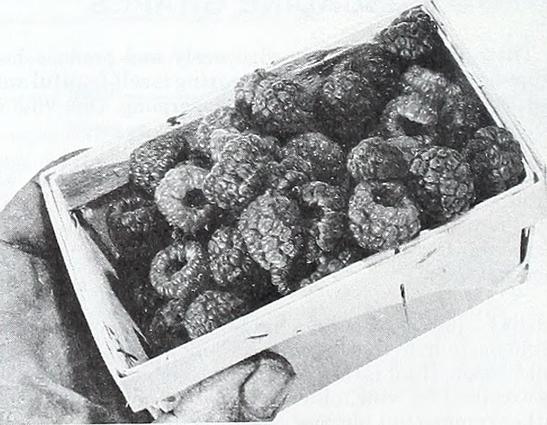 File:Bountiful Ridge Nurseries - 1975 - 1976 retail and commercial growers price list (1975) (20219112658).jpg