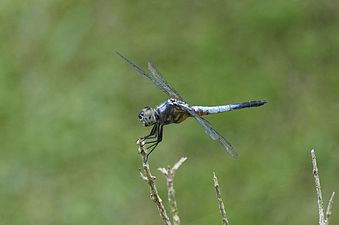 Little Blue Marsh Hawk Brachydiplax sobrina male