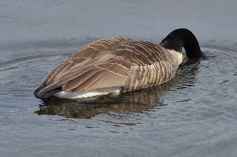 File:Branta canadensis -Putney, Vermont, USA-8 (2).jpg