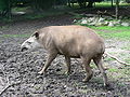 Brazilian tapir zoo.JPG