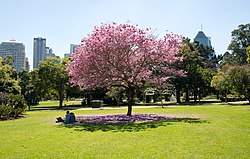 City Botanic Gardens Brisbane City Botanic Gardens lawn.jpg